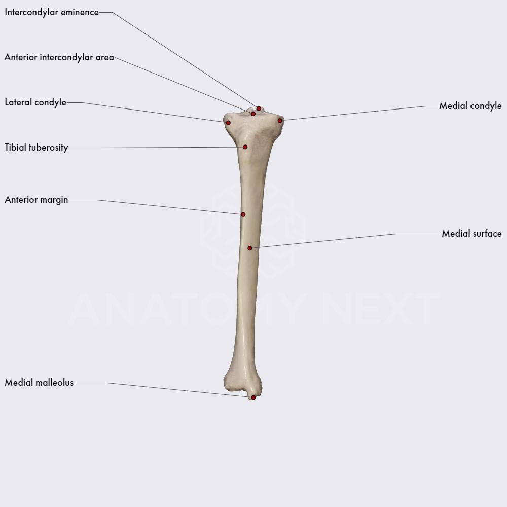 Features of tibia